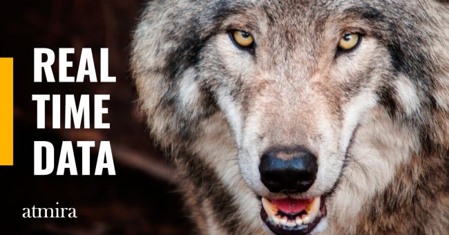 Real-time-dataWOLF-2022